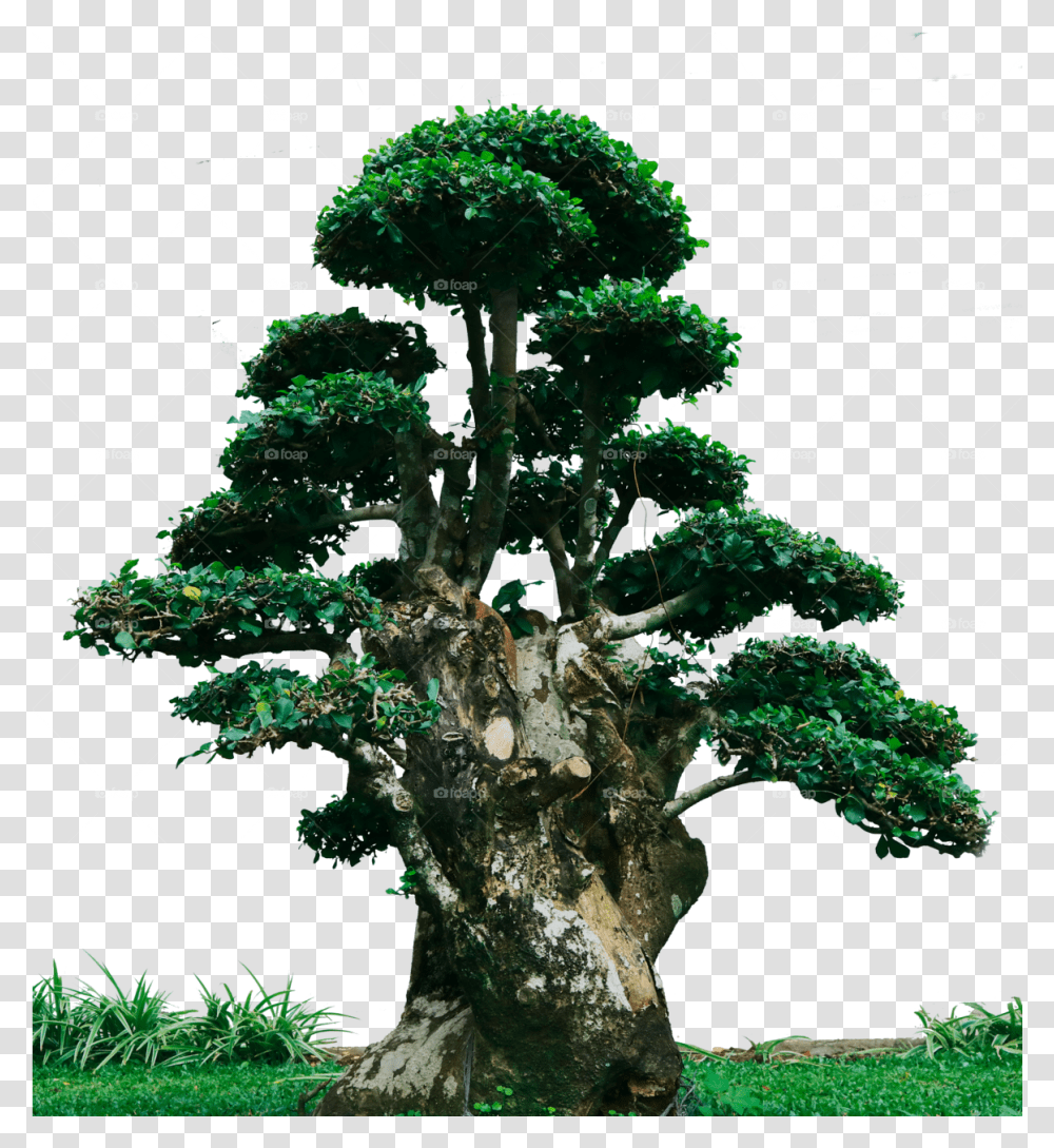 Download Cypress Family Ficus Bonsai, Plant, Tree, Potted Plant, Vase Transparent Png