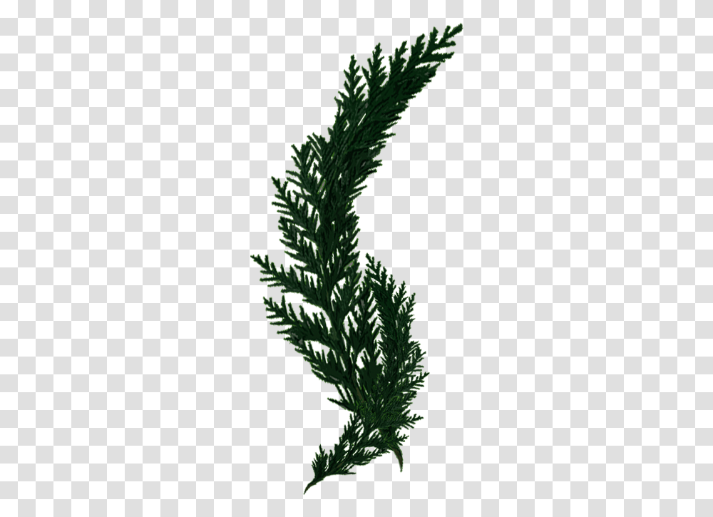 Download Cypress Grass Full Size Image Pngkit Grass, Tree, Plant, Conifer, Vegetation Transparent Png