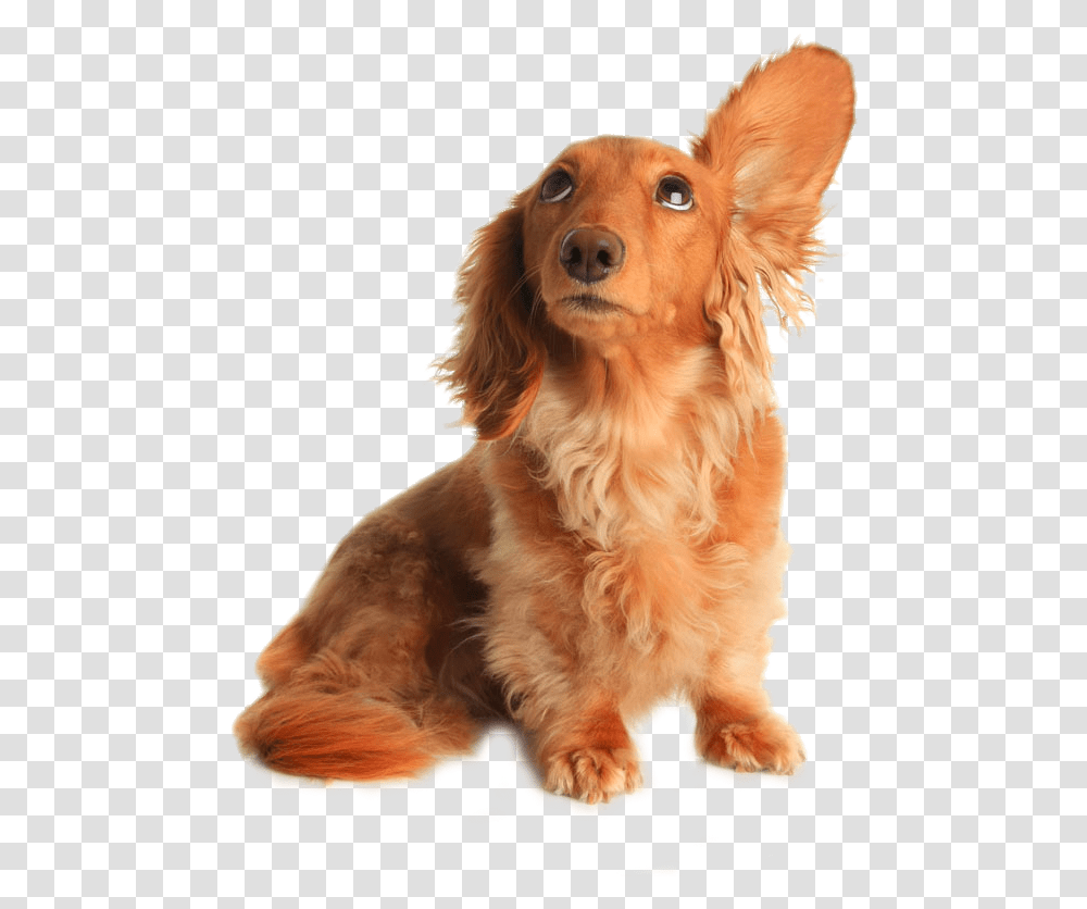 Download Dachshund Pet Sitting Grooming Listening Drooping Dog Listening To Music, Canine, Animal, Mammal, Golden Retriever Transparent Png