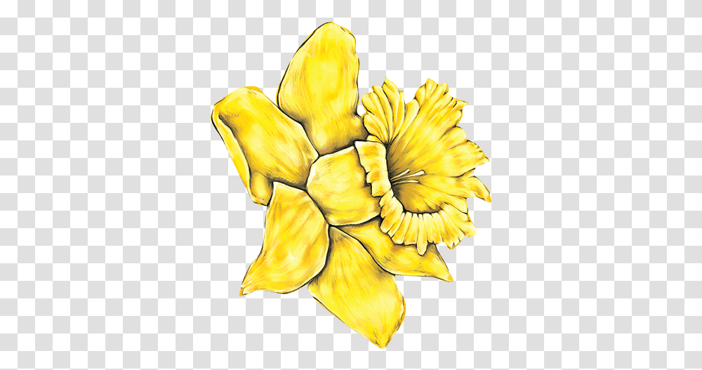 Download Daffodil Yellow Daisy Flower Clipart Image Daffodil Day Nz 2018, Plant, Petal, Blossom, Carnation Transparent Png