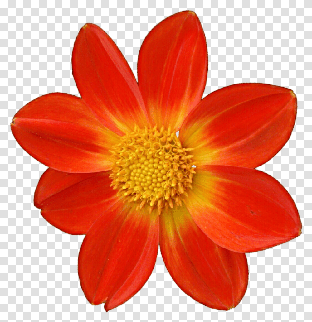 Download Dahlia Clipart Mexican Phool Hd, Flower, Plant, Blossom, Daisy Transparent Png