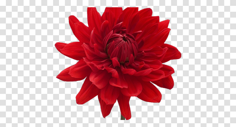 Download Dahlia Clipart Mexican Single Blue Flower Full Red Flowers Translucent Background, Plant, Blossom, Rose, Petal Transparent Png