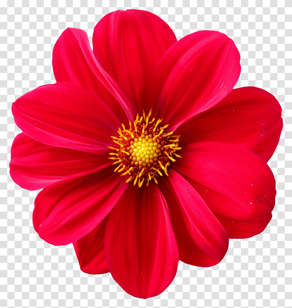 Download Dahlia Flower Image For Free Flower, Plant, Blossom, Anther, Pollen Transparent Png