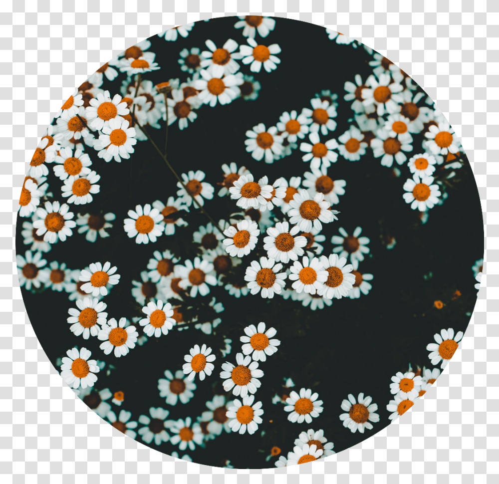 Download Daisies Flowers Aesthetic Vsco Wallpaper For Computer, Rug, Graphics, Art, Pattern Transparent Png