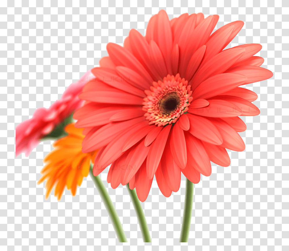 Download Daisy Background Gerbera 3d, Plant, Flower, Daisies, Blossom Transparent Png