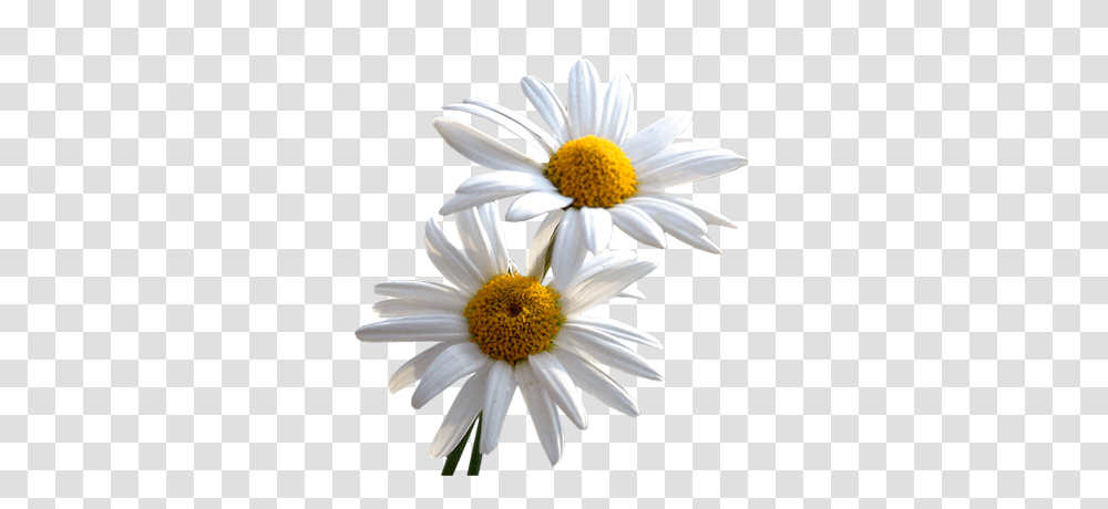 Download Daisy File Daisy, Plant, Flower, Daisies, Blossom Transparent Png