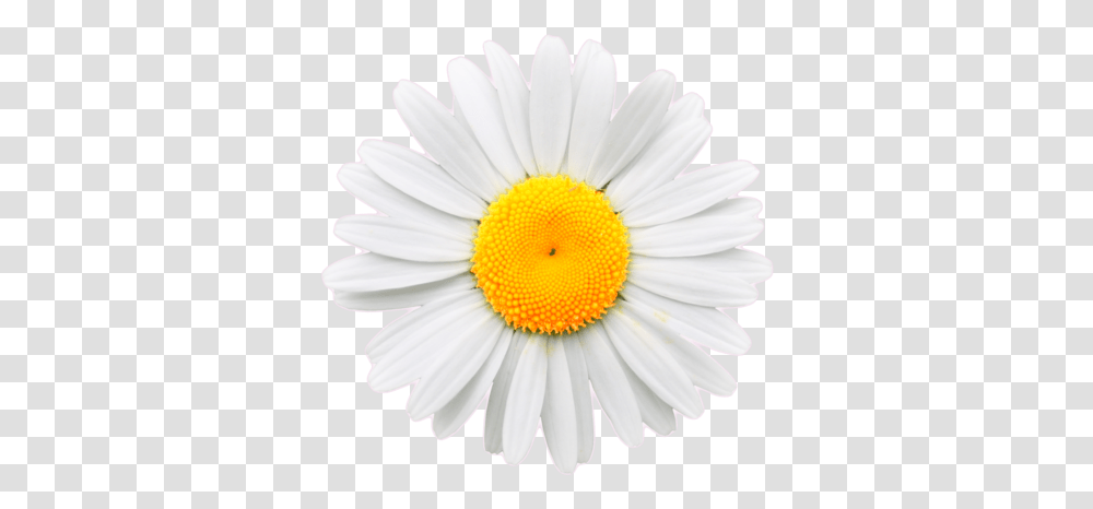 Download Daisy Flower Crown Tumblr Daisy White Daisy, Plant, Daisies, Blossom Transparent Png