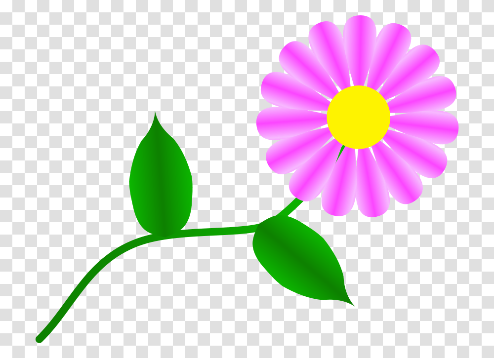Download Daisy Fuchsia For You Image Clipart Free Clip Art Daisy Flowers, Plant, Petal, Blossom, Daisies Transparent Png