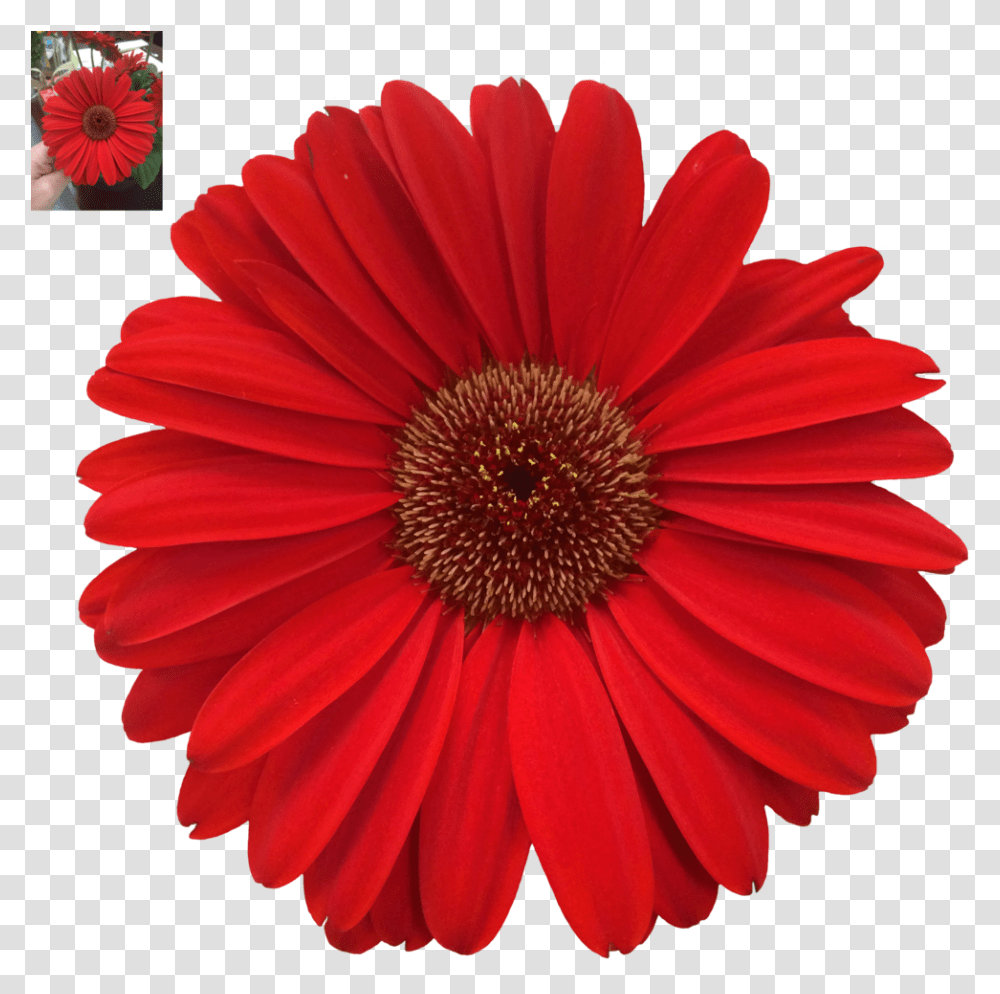 Download Daisy Photos Margaritas De Colores, Plant, Flower, Daisies, Blossom Transparent Png