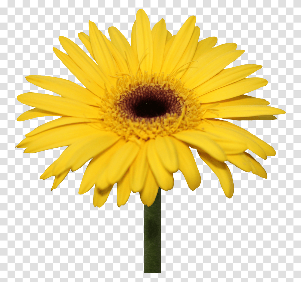 Download Daisy Pic, Plant, Flower, Blossom, Daisies Transparent Png