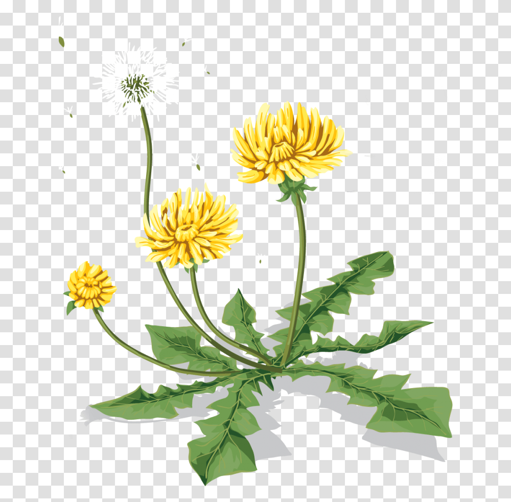 Download Dandelion Image For Free Dandelion Icon, Plant, Flower, Dahlia, Asteraceae Transparent Png