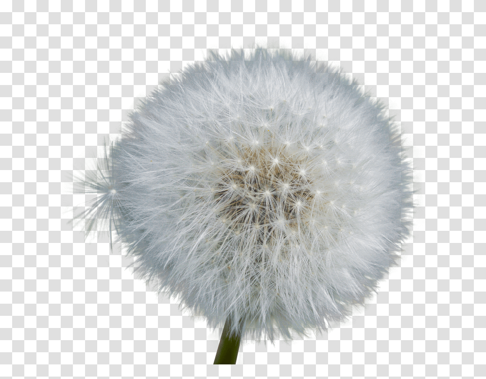 Download Dandelion Image With No Flower Dandelion Background, Plant, Blossom Transparent Png