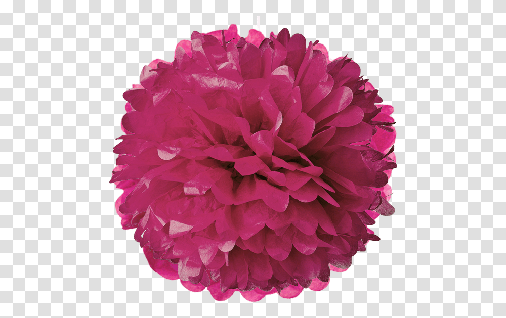 Download Dark Magenta Tissue Pom Poms Turquoise Blue 30 Paper Pom Poms, Rose, Flower, Plant, Blossom Transparent Png