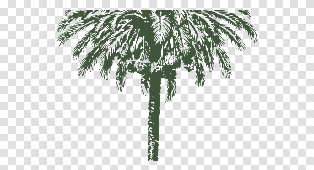 Download Date Palm Clipart Arabian Date Palm Tree Drawing Date Palm Tree Diameter, Plant, Fern, Leaf, Vegetation Transparent Png