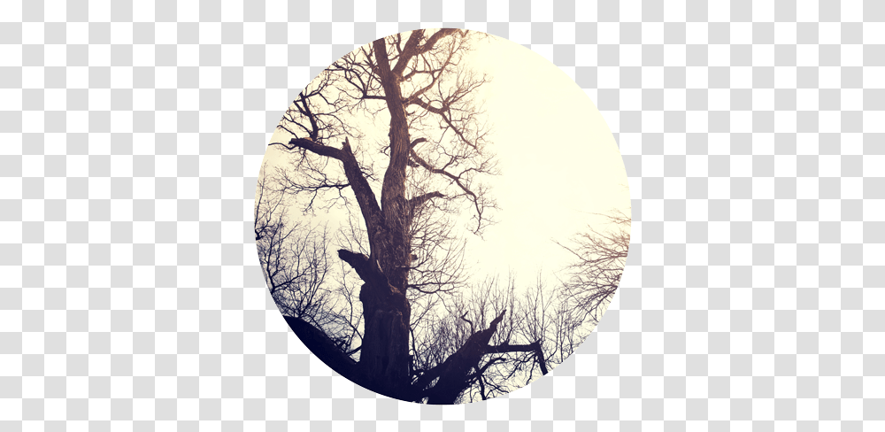 Download Dead Tree Tree Full Size Image Pngkit Tree, Plant, Outdoors, Fisheye, Nature Transparent Png