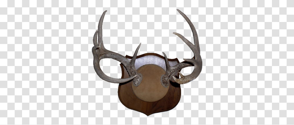 Download Deer Antlers Sharp Horn, Antelope, Wildlife, Mammal, Animal Transparent Png