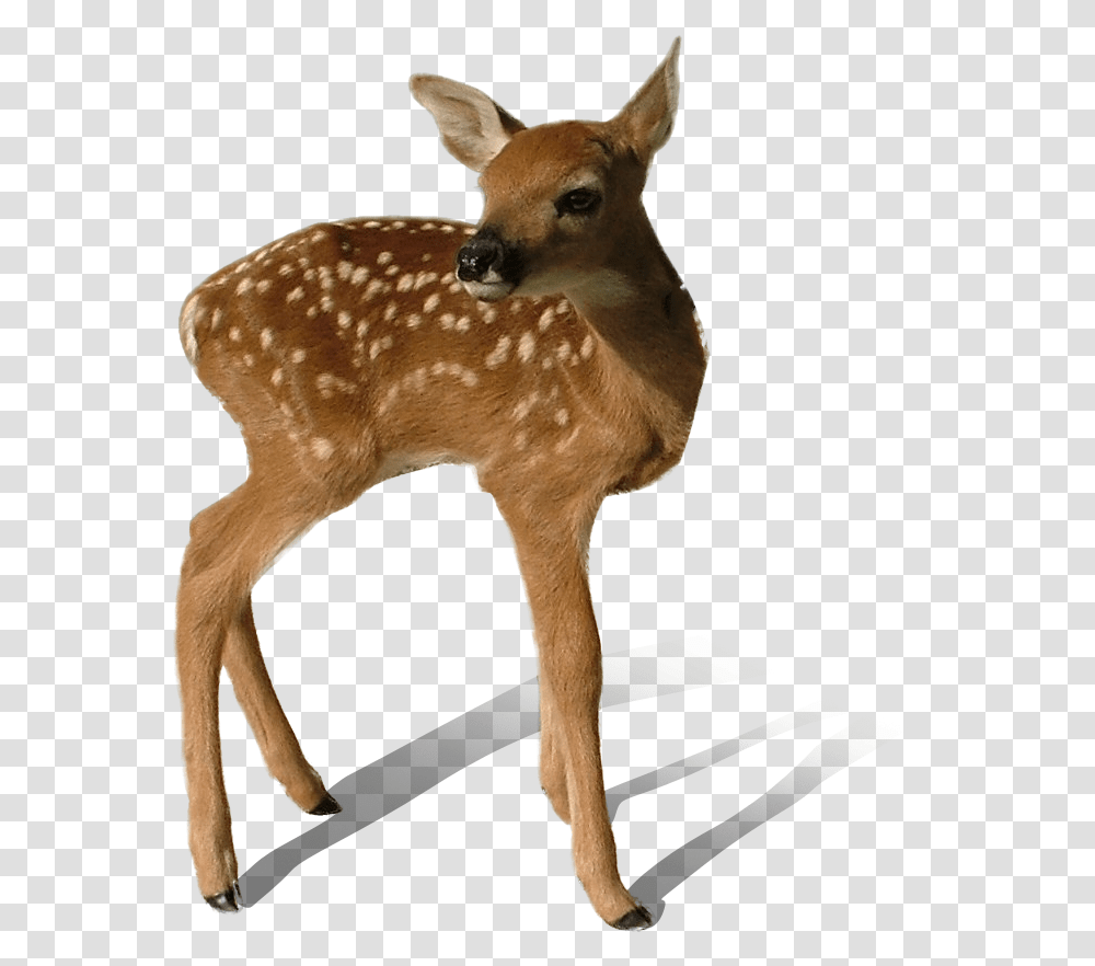 Download Deer Background Deer, Wildlife, Mammal, Animal, Antelope Transparent Png