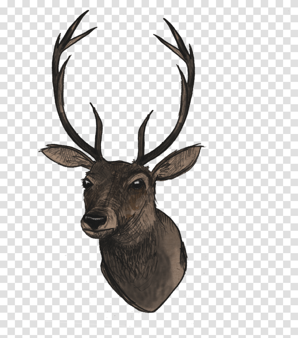 Download Deer Head File Free Images Deer Head, Elk, Wildlife, Mammal, Animal Transparent Png
