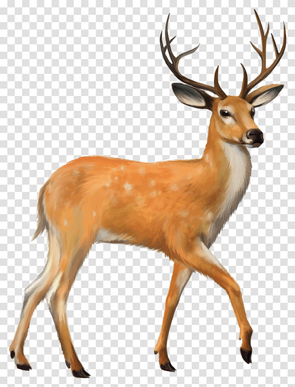 Download Deer Image Deer, Antelope, Wildlife, Mammal, Animal Transparent Png