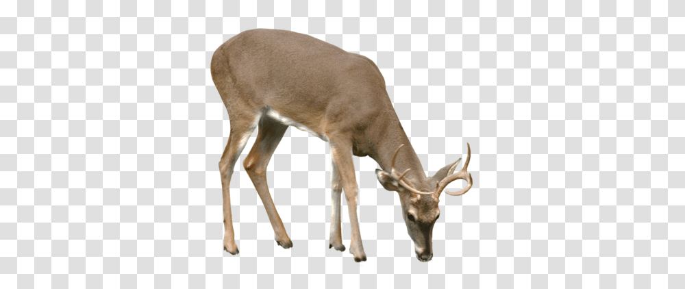 Download Deer Vector Deer, Antelope, Wildlife, Mammal, Animal Transparent Png