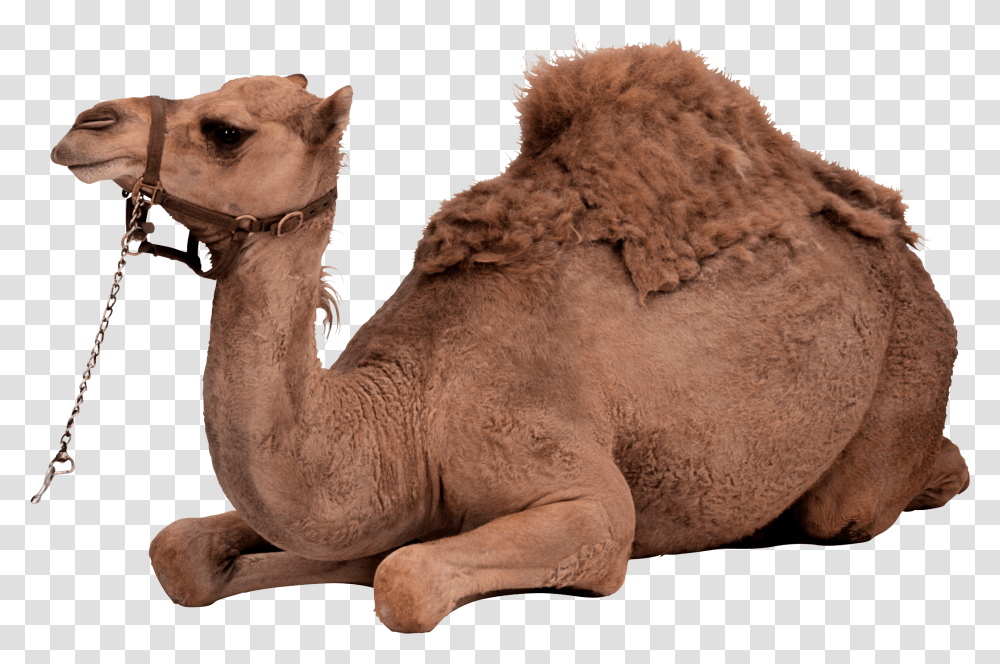 Download Desert Camel Sitting Image Camel, Lion, Wildlife, Mammal, Animal Transparent Png