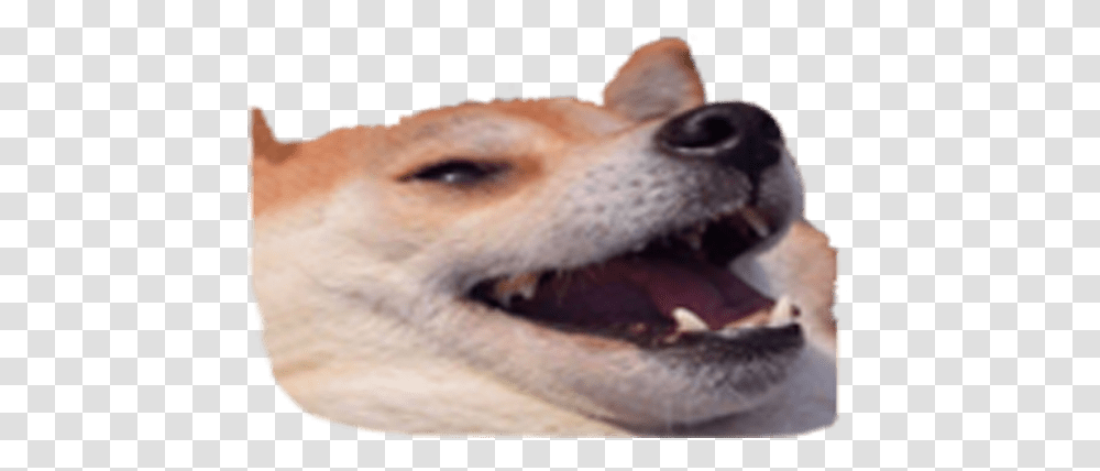 Download Design Any Discord Emoji You Take A Shit And They Discord Dog Emoji, Animal, Pet, Canine, Mammal Transparent Png