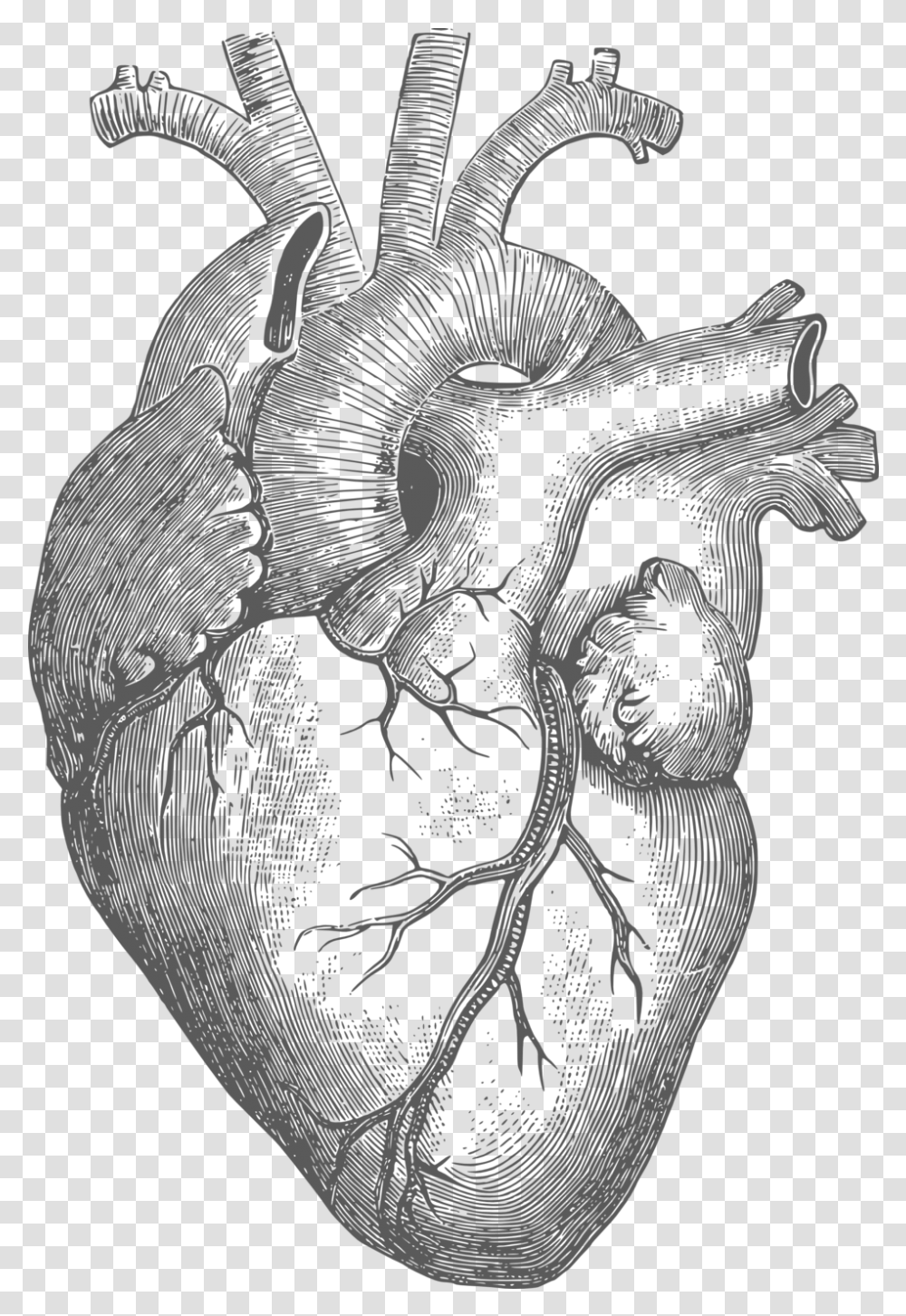 Download Diagram Organ Free Commercial Human Heart Drawing, Statue, Sculpture, Dragon, Skin Transparent Png