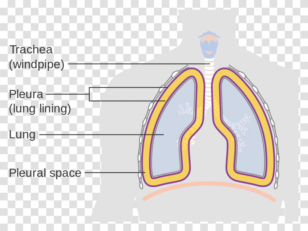 Download Diagram Showing The Lining Of Lungs Cruk Parietal Pleura, Plot, Measurements Transparent Png
