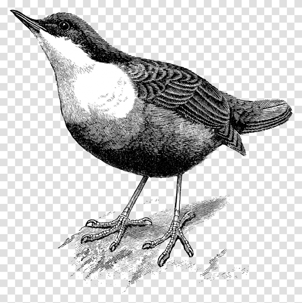 Download Dipper Bird Hd Uokplrs Portable Network Graphics, Animal, Blackbird, Agelaius, Beak Transparent Png