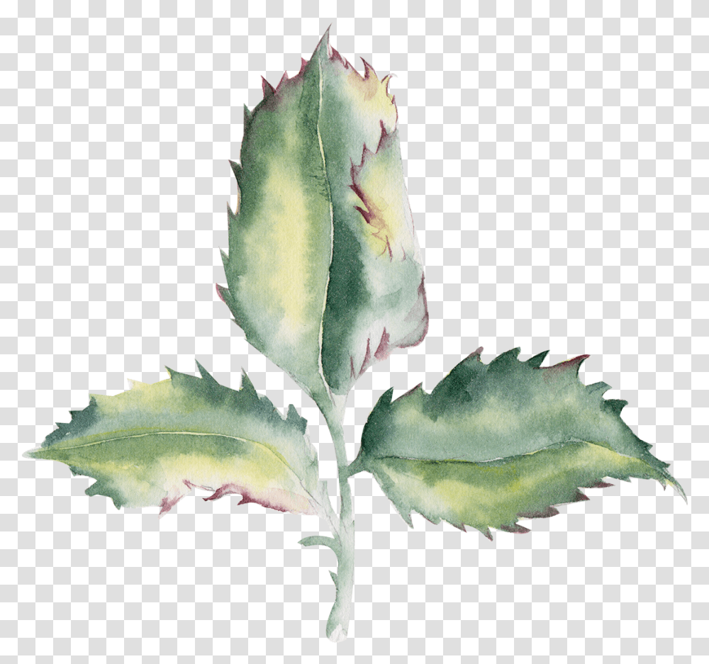 Download Div Agave, Leaf, Plant, Flower, Blossom Transparent Png