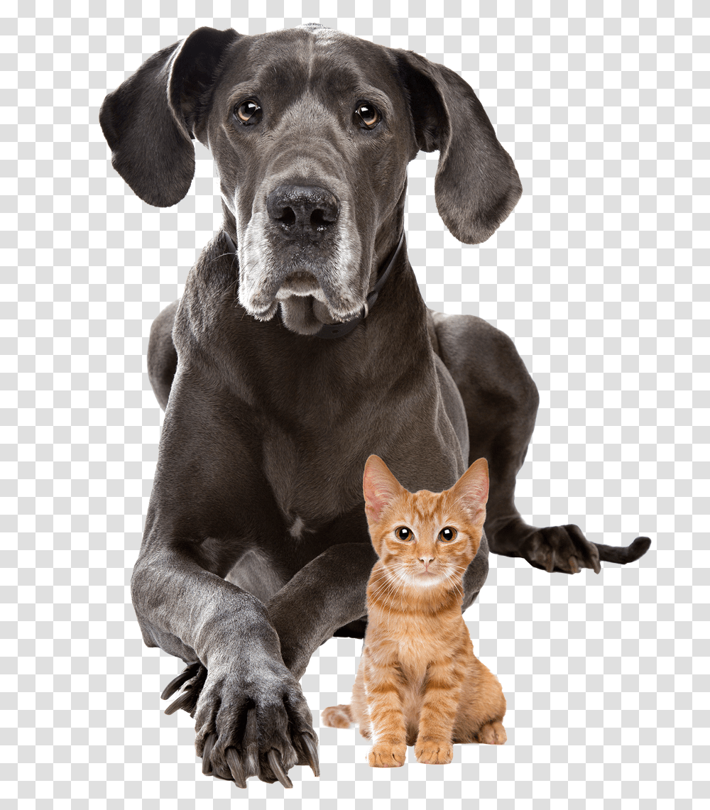 Download Dog And Cat Background Image With Great Dane With Kitten, Pet, Animal, Canine, Mammal Transparent Png