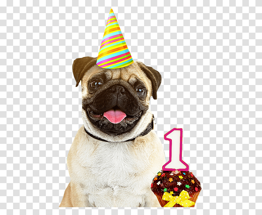 Download Dog Birthday Party Hats Izodshirts Info Milkyway Hutch Dog, Clothing, Apparel, Pet, Canine Transparent Png