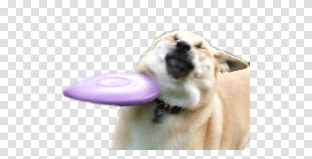 Download Dog Breed Group Like Mammal Memes Funny Snapchat Stickers, Frisbee, Toy, Pet, Canine Transparent Png