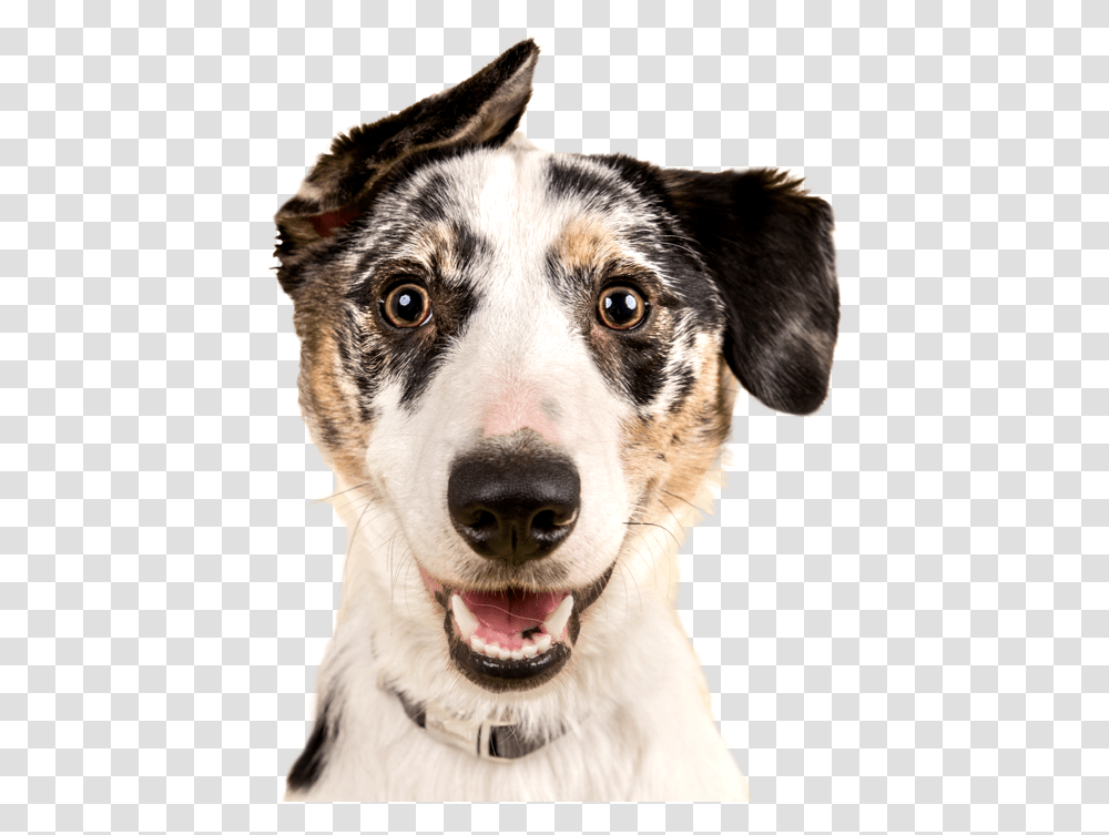 Download Dog Ghee Hd Uokplrs National Dog Day Card, Pet, Canine, Animal, Mammal Transparent Png