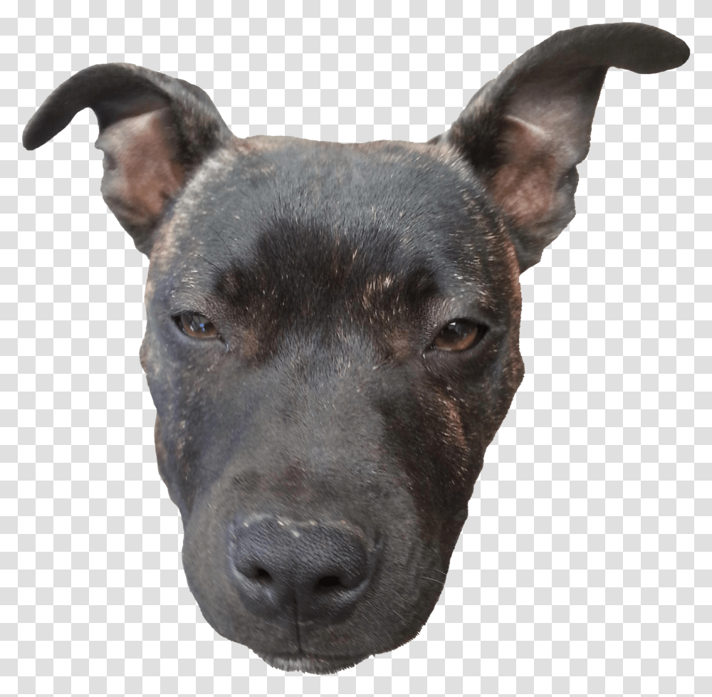 Download Doge Head Dog Head, Snout, Pet, Canine, Animal Transparent Png