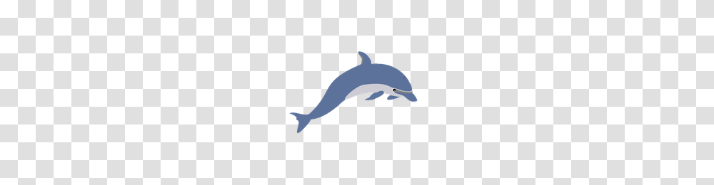 Download Dolphin Free Photo Images And Clipart Freepngimg, Mammal, Sea Life, Animal Transparent Png