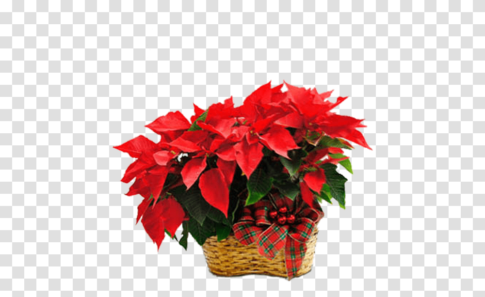 Download Double Poinsettia Poinsettia Image With No Lovely, Plant, Flower, Blossom, Flower Arrangement Transparent Png