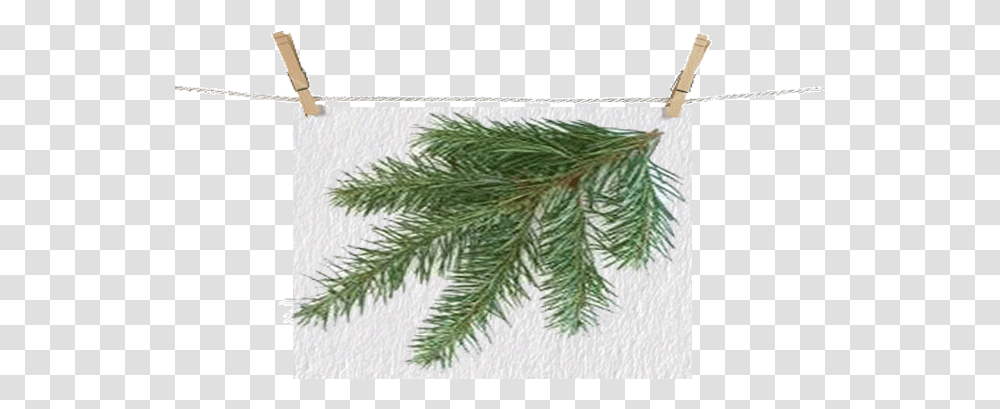 Download Douglasfir Leftbranch Types Of Christmas Trees Types Of Christmas Trees, Plant, Conifer, Abies, Pine Transparent Png