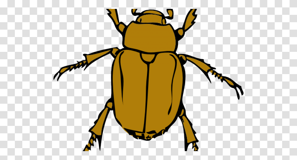 Download Download Bugs Clipart, Insect, Invertebrate, Animal, Dung Beetle Transparent Png