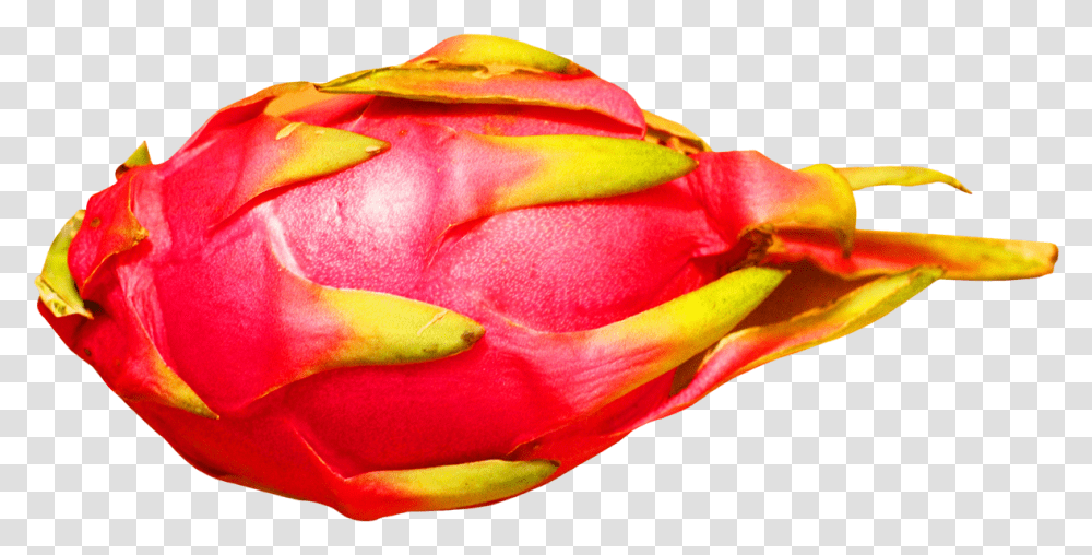 Download Dragon Fruit Image For Free Dragon Fruit Background, Plant, Rose, Flower, Blossom Transparent Png