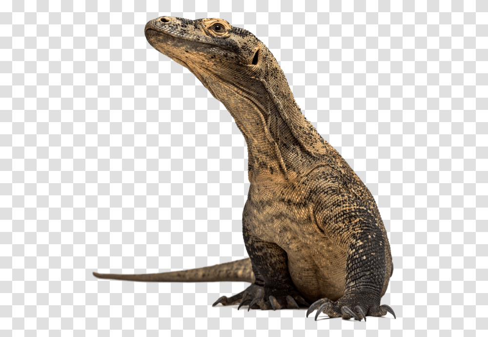 Download Dragon Rocks Komodo Dragon, Lizard, Reptile, Animal, Dinosaur Transparent Png