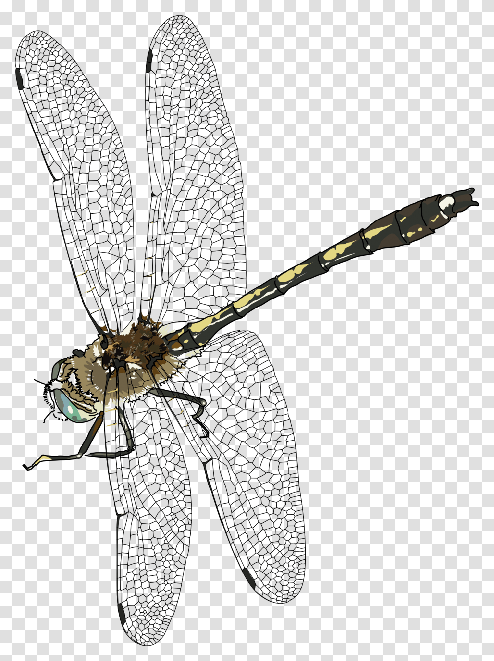 Download Dragonfly Background Dragonfly, Animal, Bow, Invertebrate, Insect Transparent Png