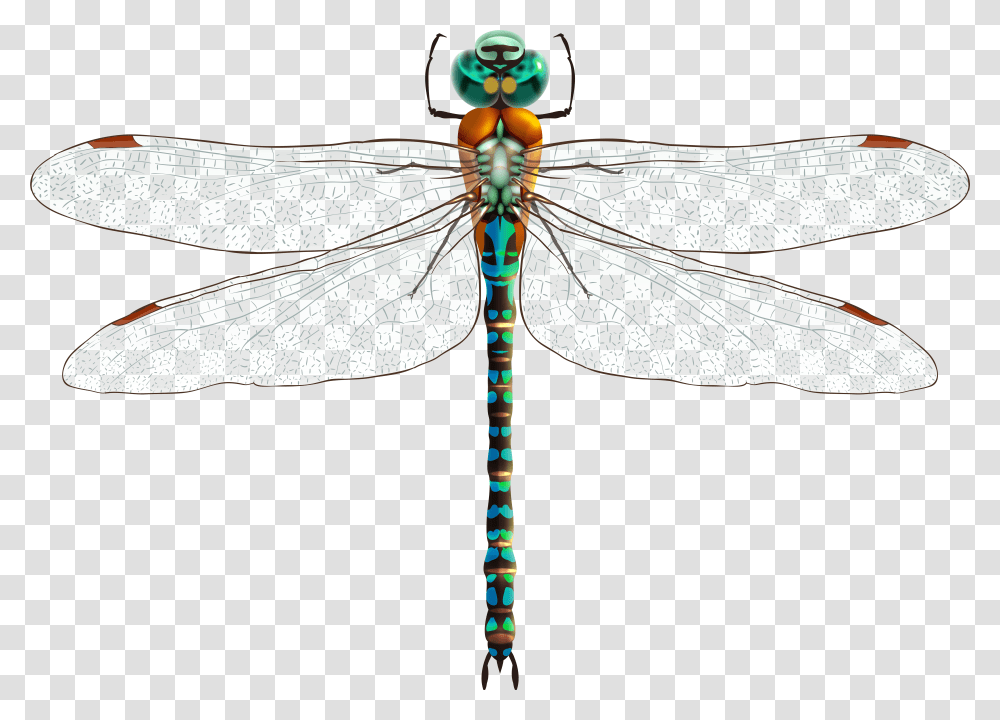 Download Dragonfly Clip Art Dragonfly Clipart Transparent Png