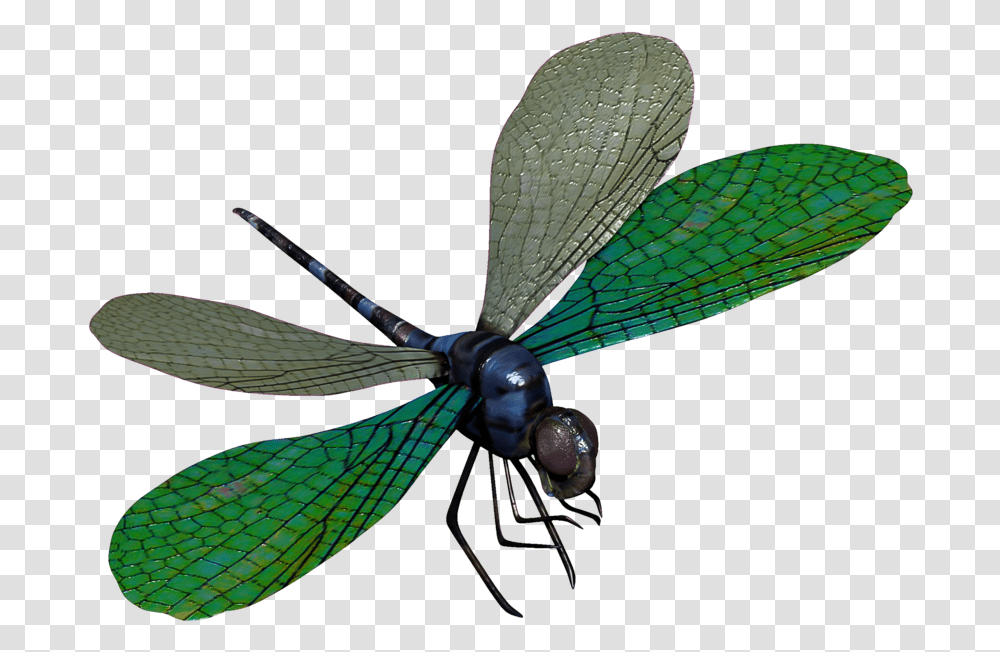 Download Dragonfly For Designing Projects Dragon Fly, Insect, Invertebrate, Animal, Anisoptera Transparent Png