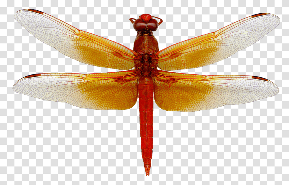 Download Dragonfly Image Dragonfly, Insect, Invertebrate, Animal, Anisoptera Transparent Png