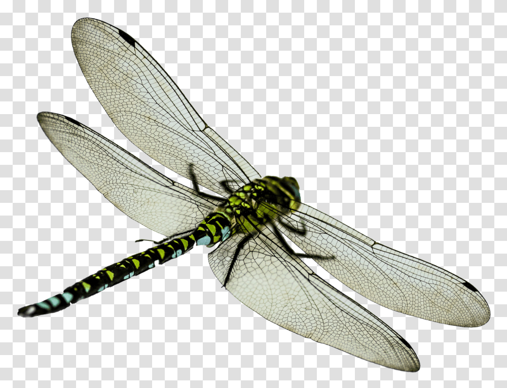 Download Dragonfly Image For Free Dragonfly, Insect, Invertebrate, Animal, Anisoptera Transparent Png
