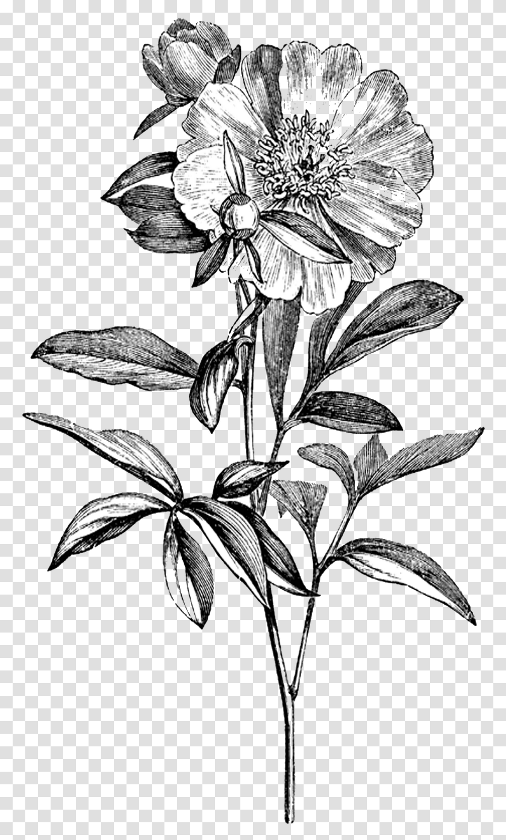 Download Drawing Flowers Vintage Flower Black And White Flowers, Plant, Blossom, Acanthaceae, Floral Design Transparent Png