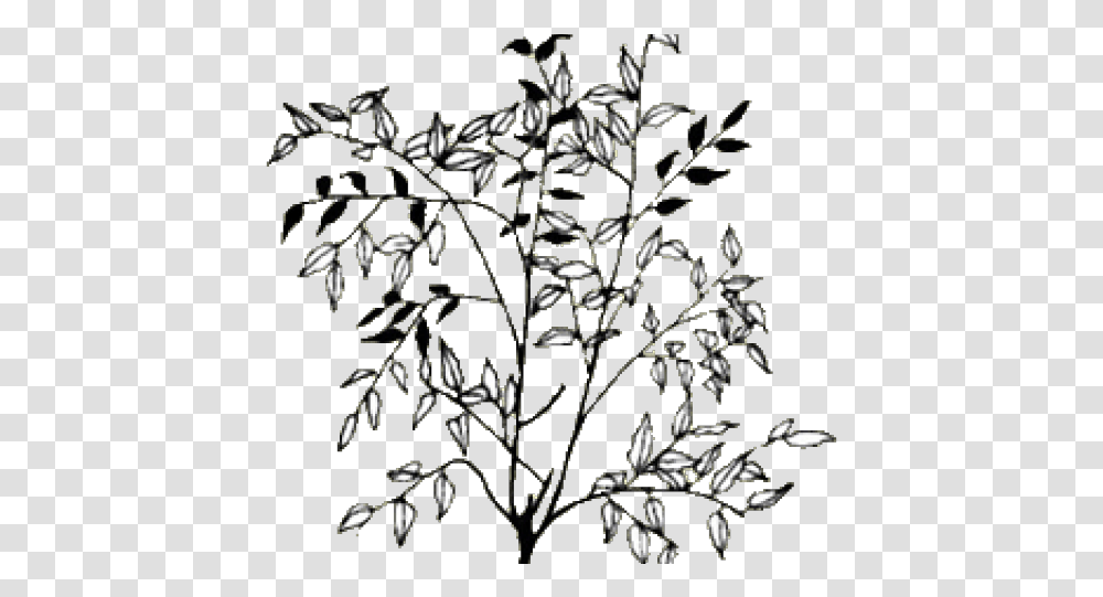 Download Drawn Bush Shrub Line Bush Line, Chandelier, Plant, Nature, Acanthaceae Transparent Png