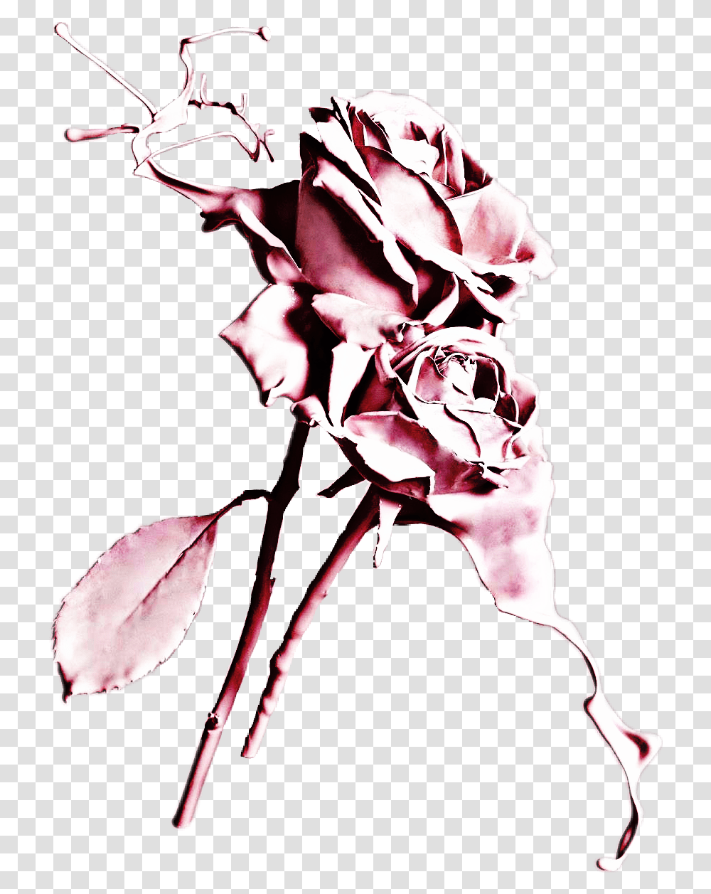 Download Dripping Drawing Rose Fond D Cran Tumblr Rose Aesthetic Flower Wallpaper Phone, Plant, Blossom, Petal, Person Transparent Png