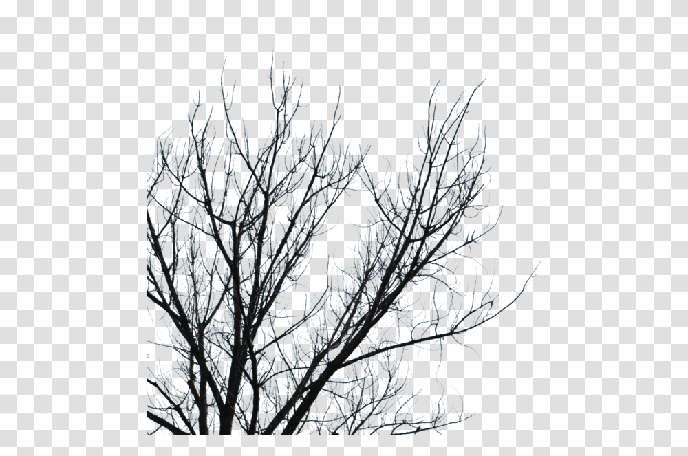 Download Dry Branches Clipart Branch Tree Sky Leaf Cherrykastock Branches, Nature, Outdoors, Ice, Snow Transparent Png